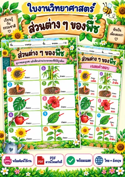 ใบงานส่วนประกอบของพืช เขียนชื่อส่วนของพืช